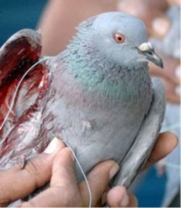 injured bird