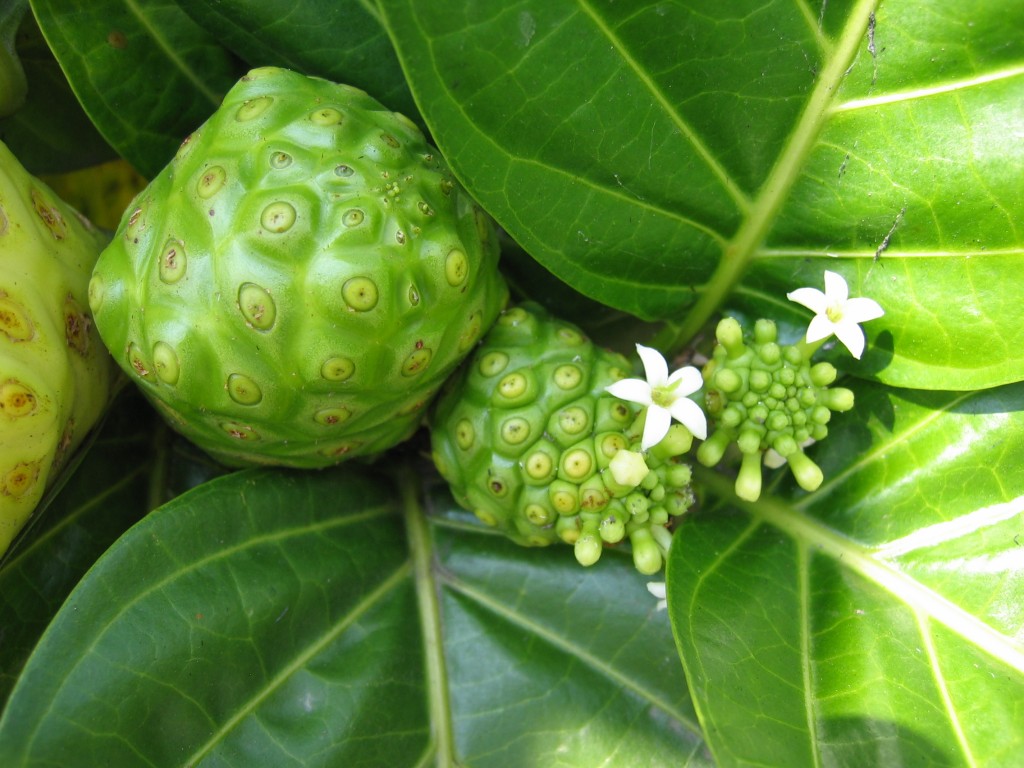 Noni